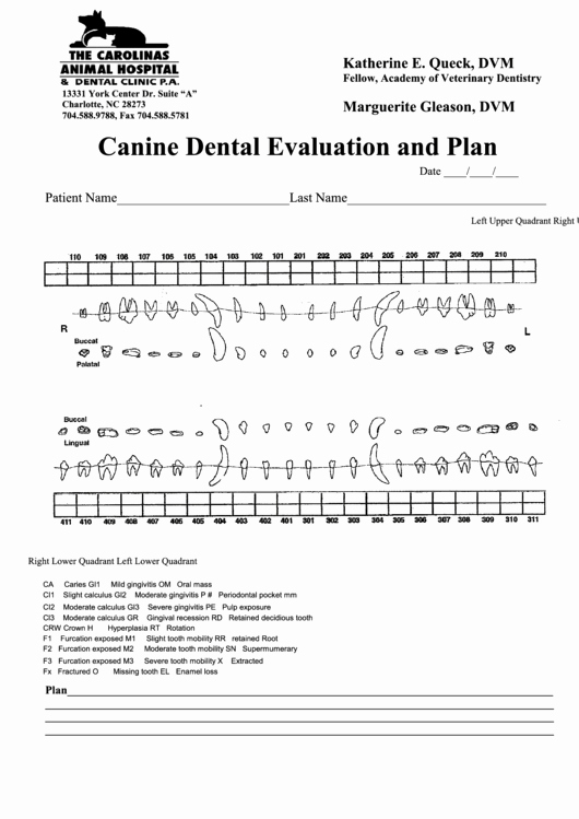 Canine Dental Chart Template Awesome top Dog Dental Charts Free to In Pdf format