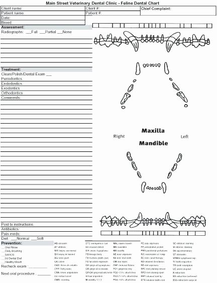Canine Dental Chart Template Beautiful Canine Dental tooth Chart Template Veterinary