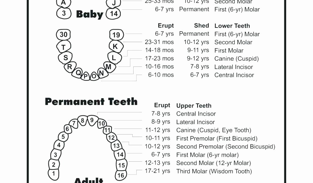 Canine Dental Chart Template Beautiful Printable Teeth Dental Chart Dog tooth Brushing Sticker