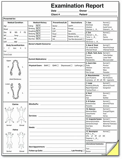 Canine Dental Chart Template Best Of Canine Dental tooth Chart Template Veterinary
