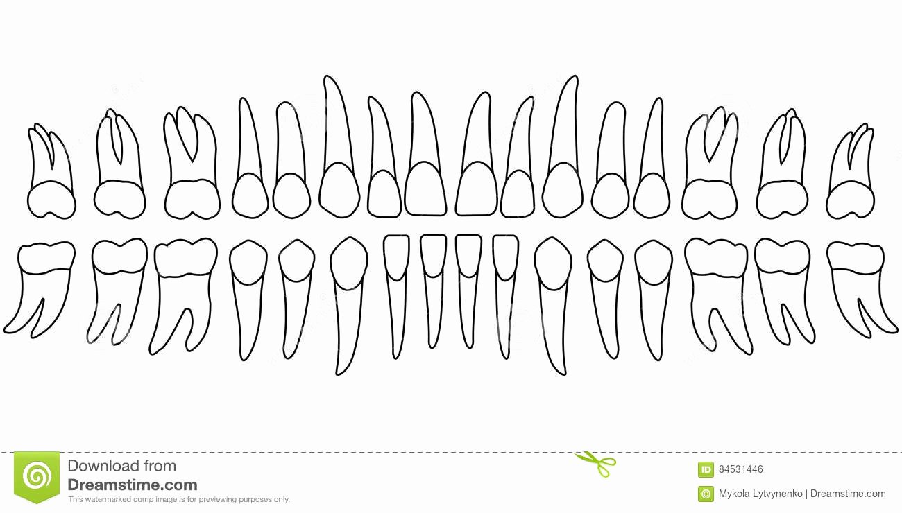 Canine Dental Chart Template Elegant tooth Chart Teeth Stock Vector Illustration Of Crown