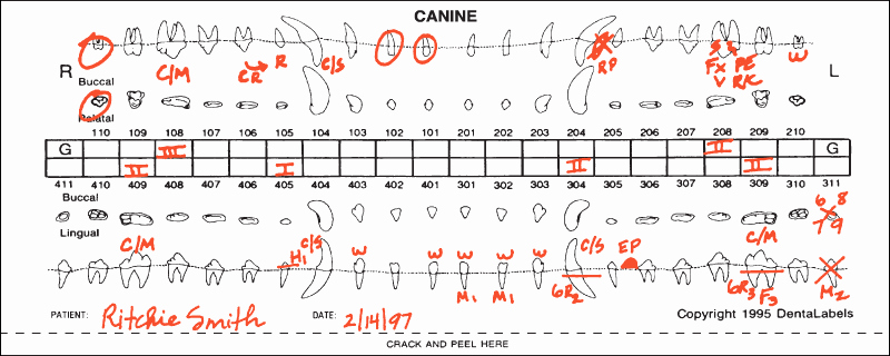 Canine Dental Chart Template Unique Dog tooth Chart Seatle Davidjoel