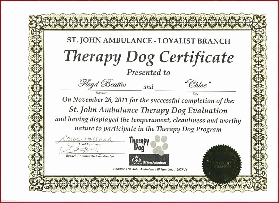 Google Doc Certificate Template Lovely Certificate Templates Service Dog Template Designs to