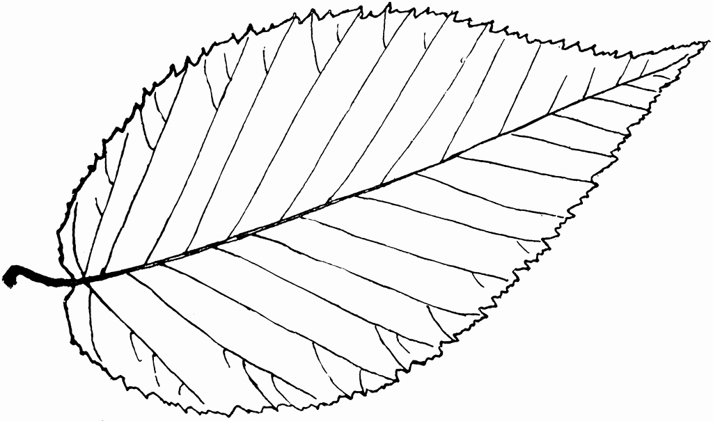 Leaf Template with Lines Elegant Beech Leaf Template Clipart Best