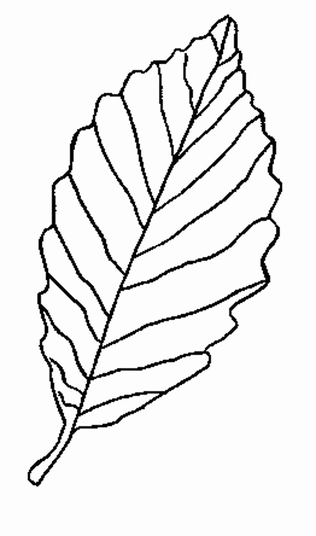 Leaf Template with Lines Lovely Leaf Line Drawings Clipart Best