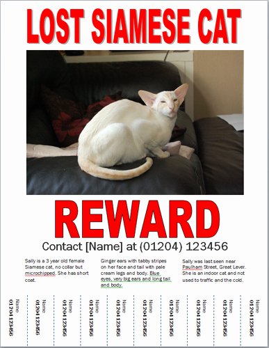 Lost Cat Poster Template Elegant Missing Cat Poster How to Make A Lost Cat Poster