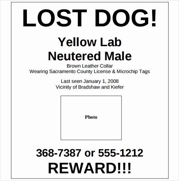 Lost Dog Flyer Template Beautiful 8 Lost Dog Flyer Templates