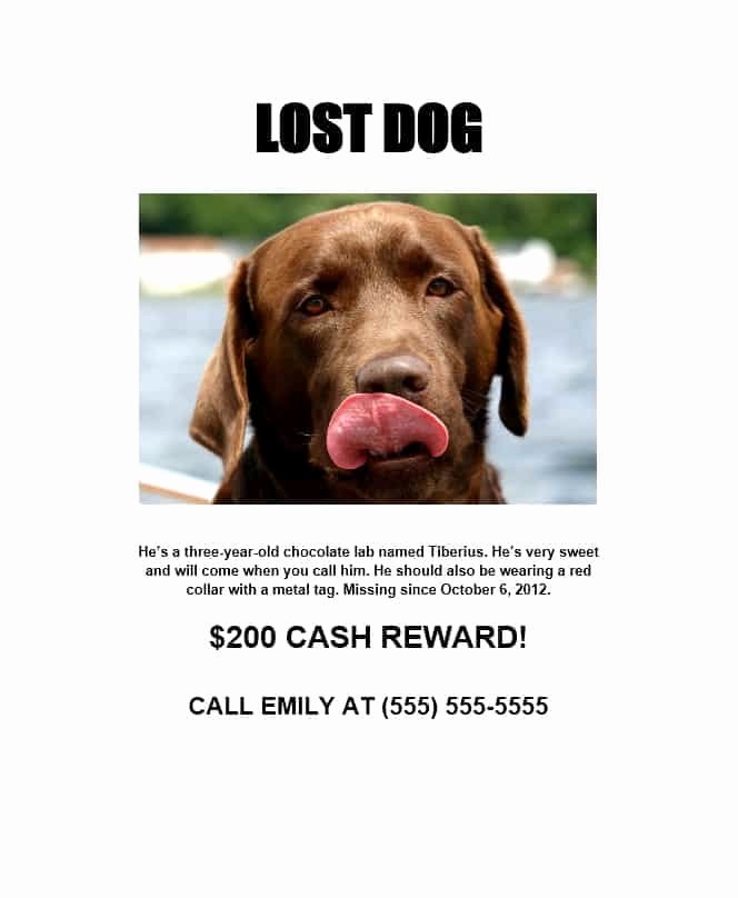 Lost Dog Flyer Template Fresh 40 Lost Pet Flyers [missing Cat Dog Poster] Template