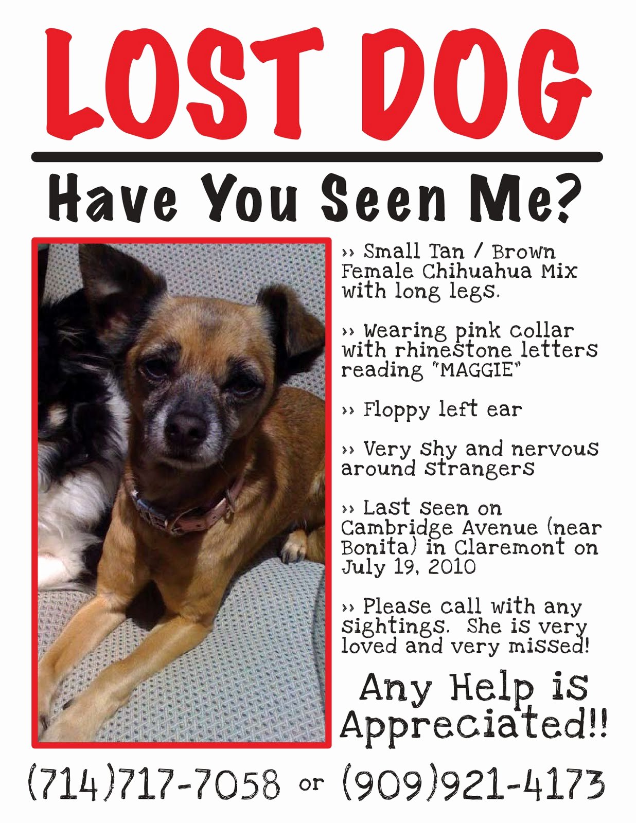Lost Pet Flyer Template Awesome Claremont Insider Lost Dog