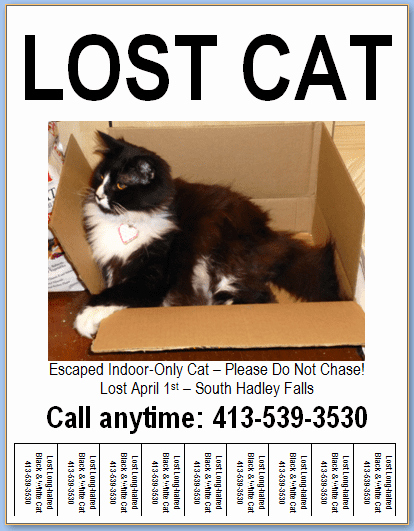 Missing Cat Poster Template Beautiful Flyer Design &amp; Templates Lost Pet Research &amp; Recovery