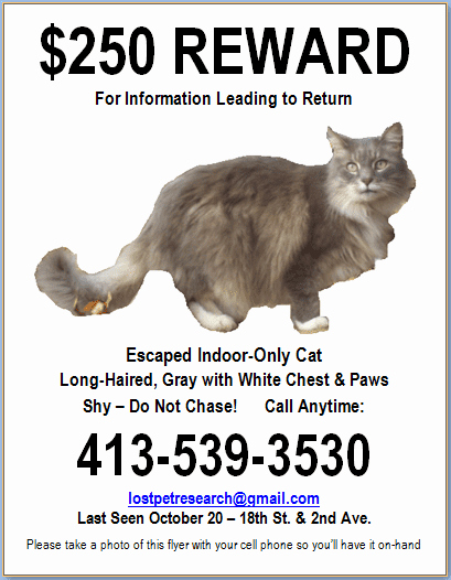 Missing Cat Poster Template Best Of Flyer Design &amp; Templates Lost Pet Research &amp; Recovery