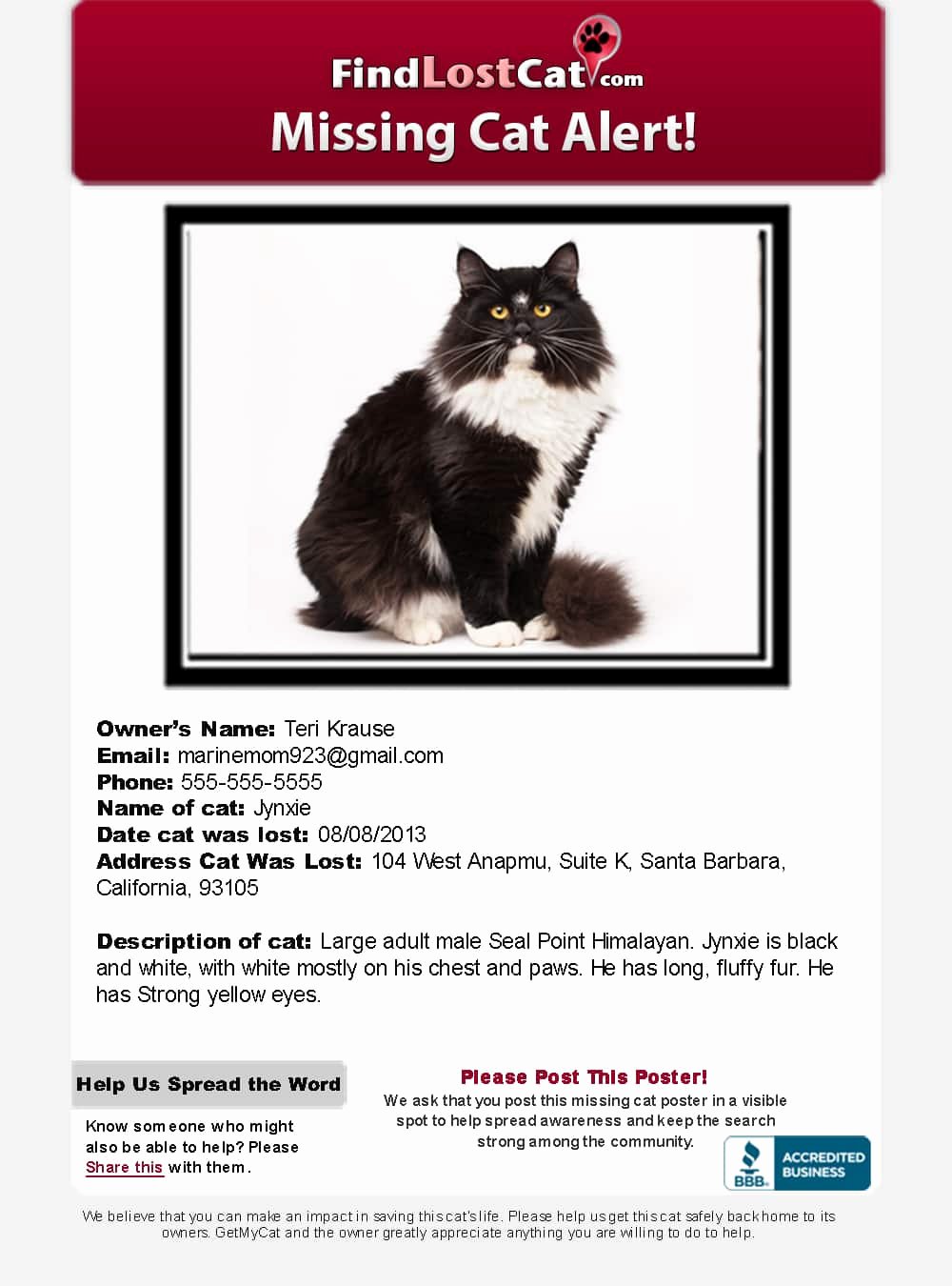 Missing Cat Poster Template Unique Cat Finder Professional Lost Cat Search Plan
