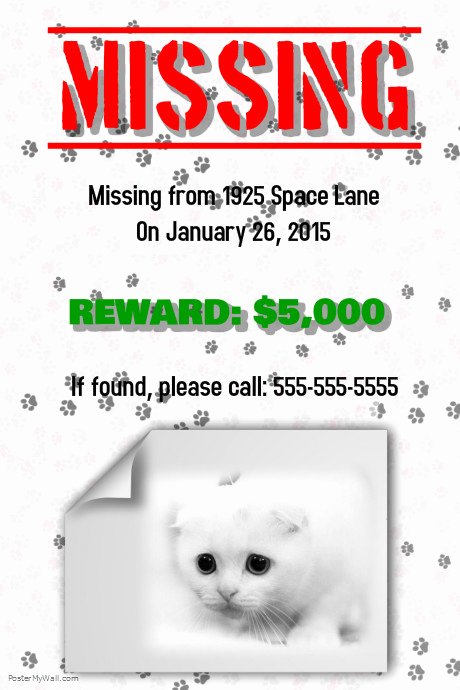 Missing Cat Poster Template Unique Copy Of Missing Cat Flyer